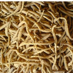 農家自種特級太子參 自然曬乾 生津健脾開胃 孩兒參 福建特產500g 免運費 