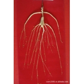 長白山野山參 國檢貨帶證帶禮盒 純貨野人參 免運費