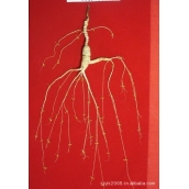 長白山野山參 國檢貨帶證帶禮盒 純貨野人參 免運費